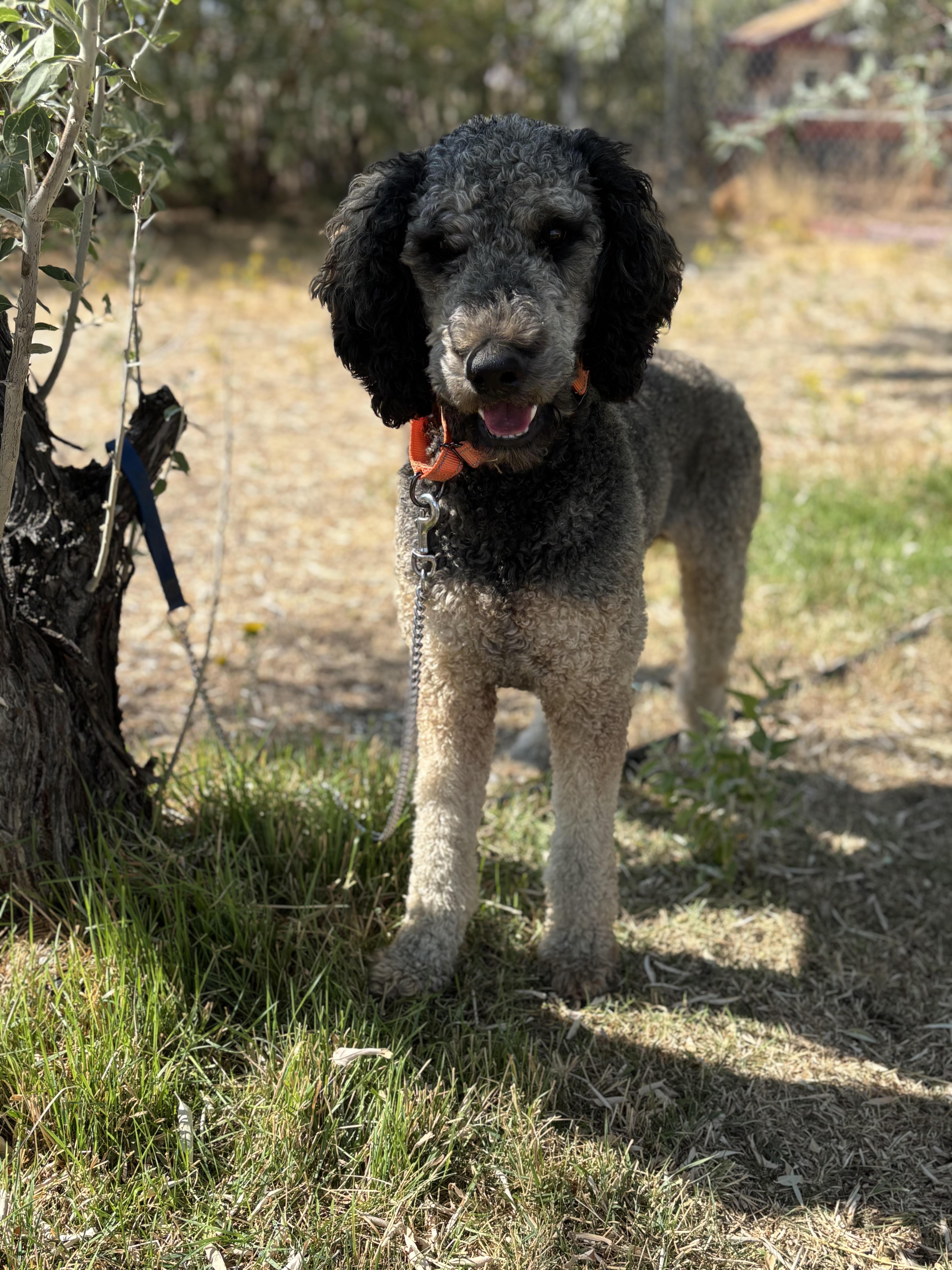 Harlow