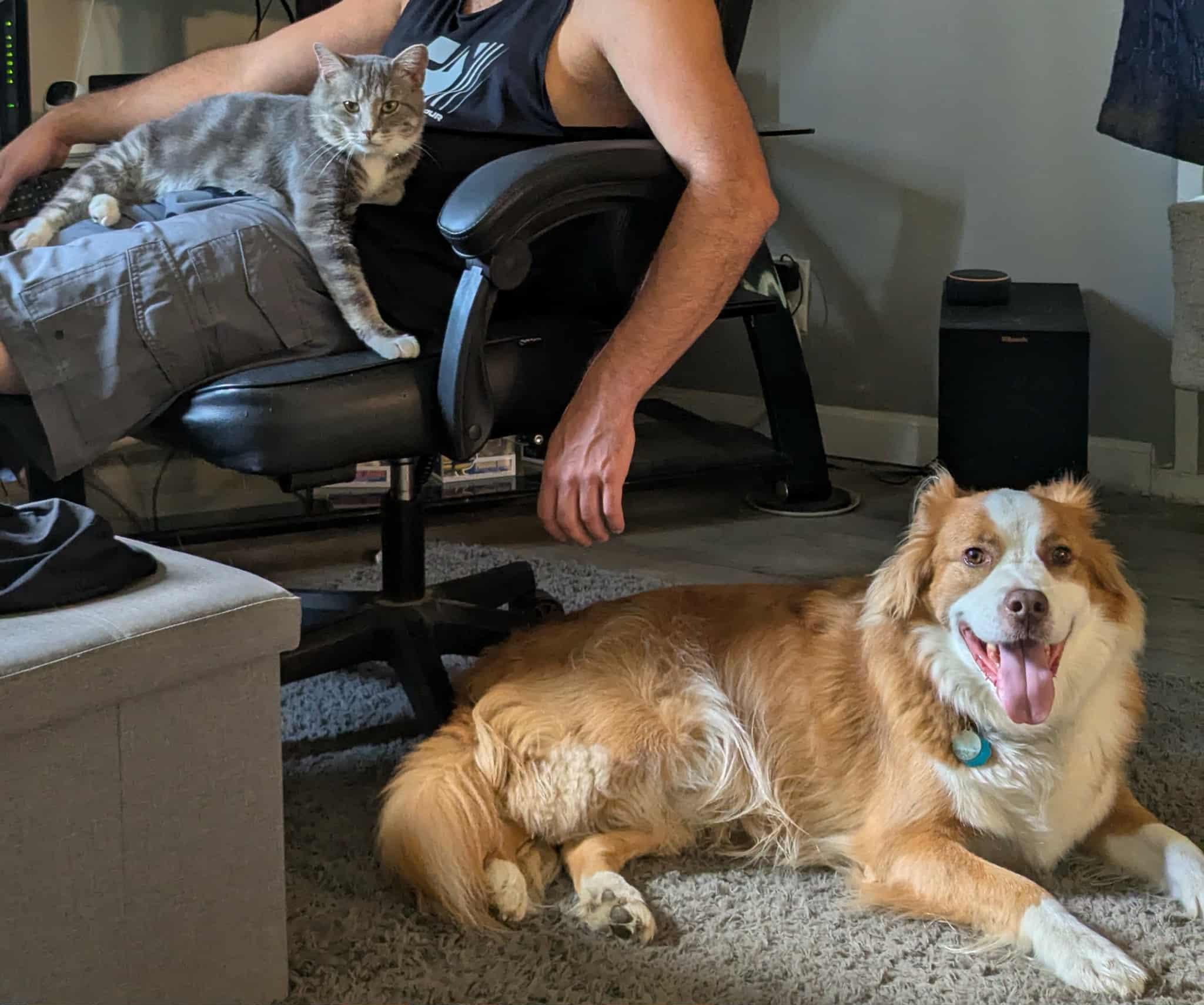 Enlarge Morty, a Adoptable Domestic Short Hair in North Vernon, IN image 1/3