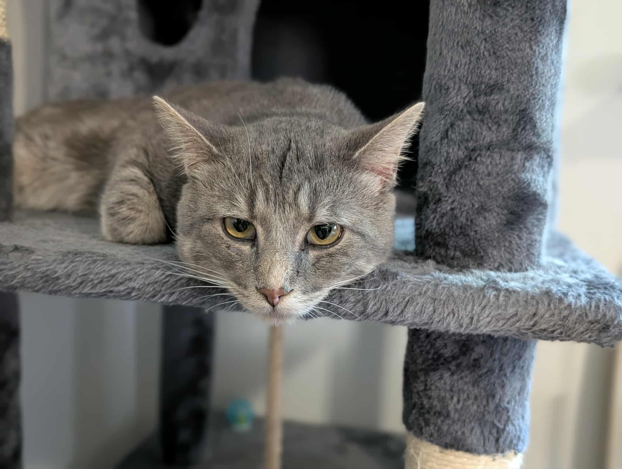 Enlarge Morty, a Adoptable Domestic Short Hair in North Vernon, IN image 3/3