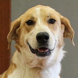 Jetta, an adopted mixed breed in Rapid City, SD image 1/4