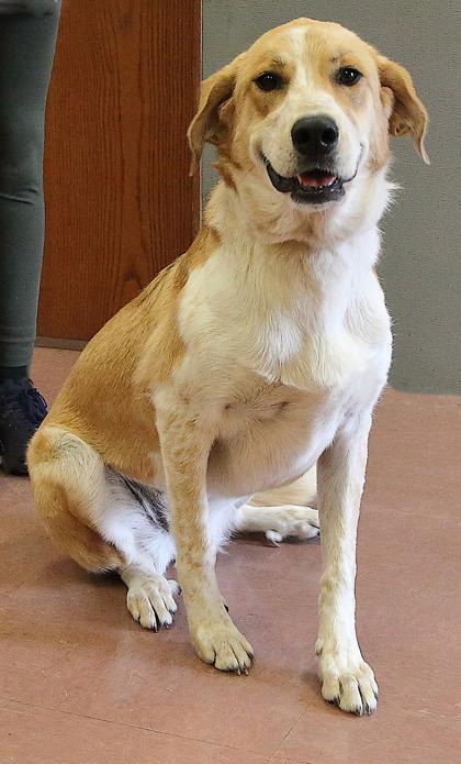 Jetta, an adopted mixed breed in Rapid City, SD image 2/4