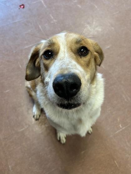 Jetta, an adopted mixed breed in Rapid City, SD image 3/4