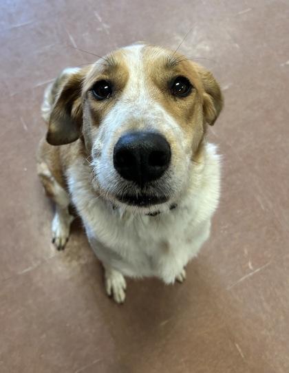 Jetta, an adopted mixed breed in Rapid City, SD image 4/4