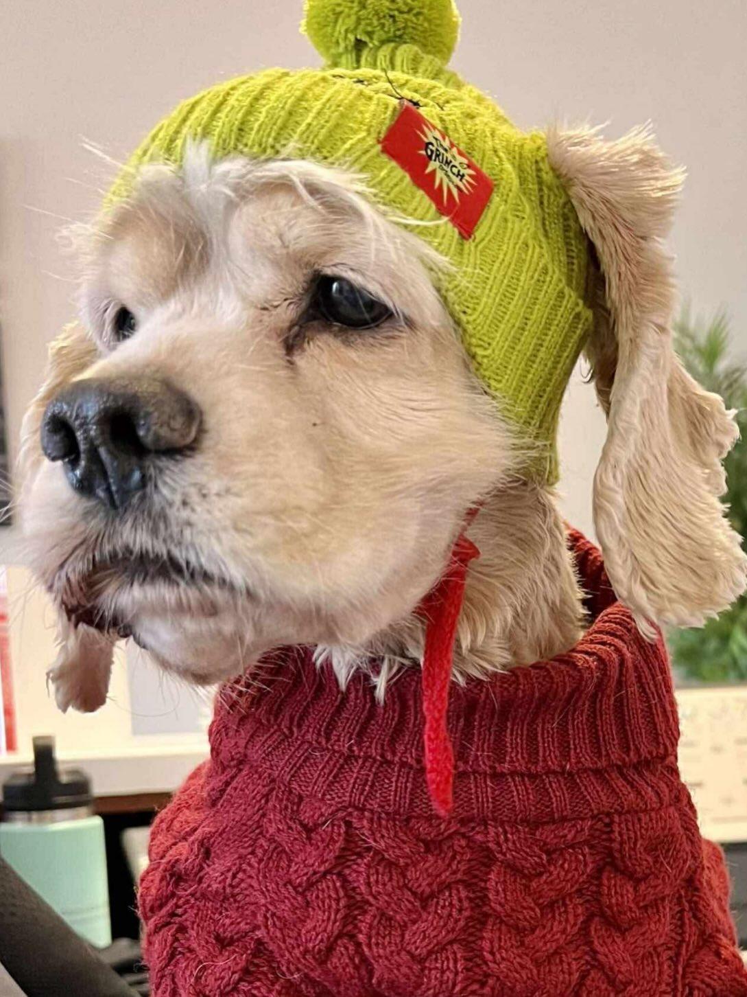 Enlarge Comet 0586, a Adoptable Cocker Spaniel in Stephens City, VA image 1/3