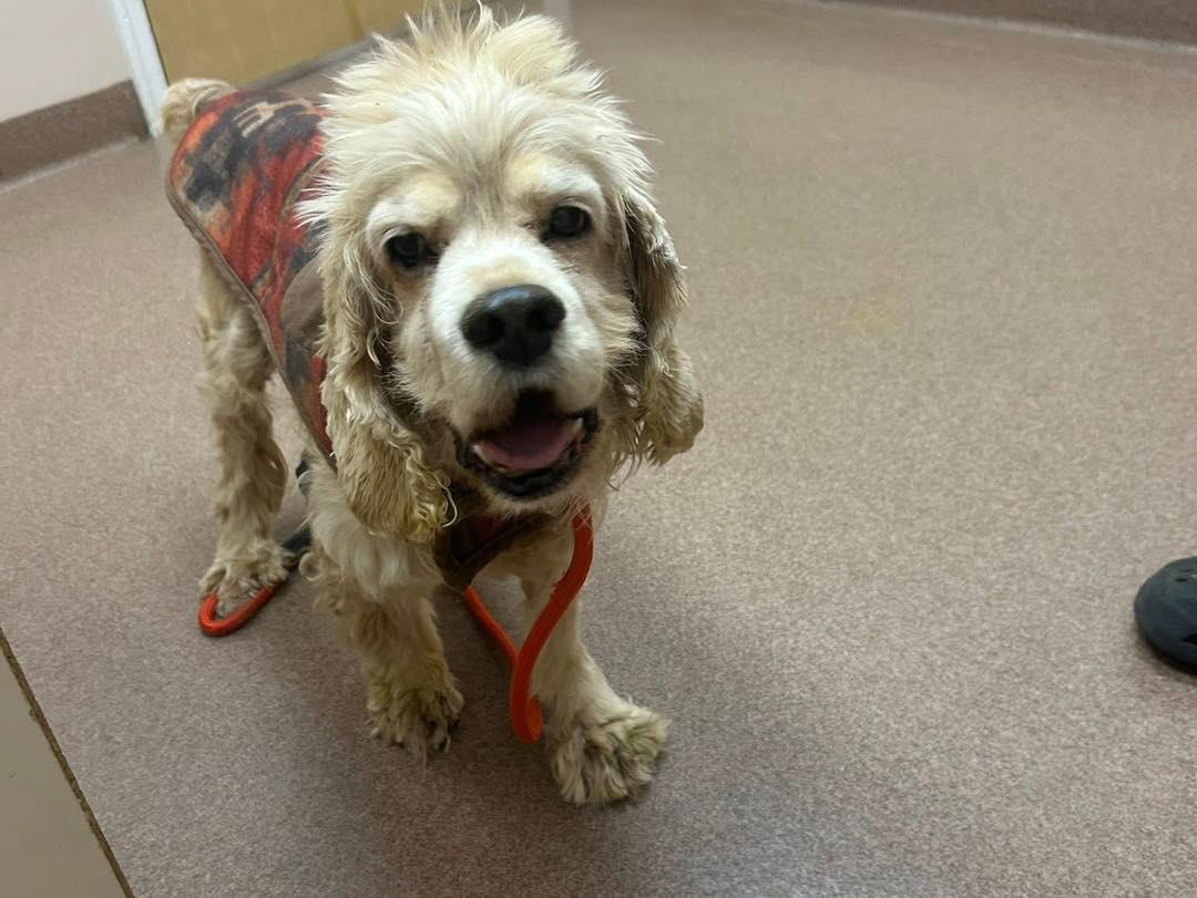 Enlarge Comet 0586, a Adoptable Cocker Spaniel in Stephens City, VA image 3/3