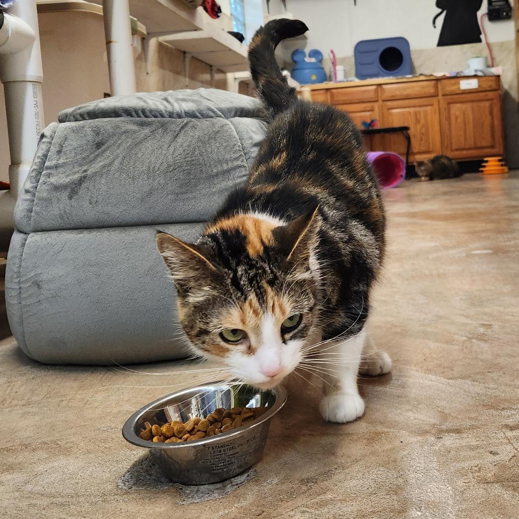 Enlarge Sasha, a Adoptable Domestic Medium Hair in Delaware, OH image 1/3
