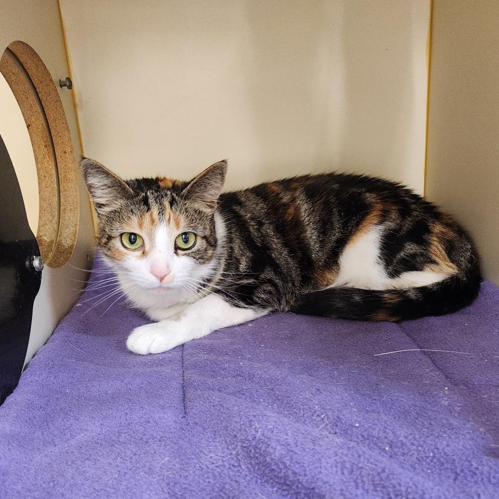 Enlarge Sasha, a Adoptable Domestic Medium Hair in Delaware, OH image 2/3