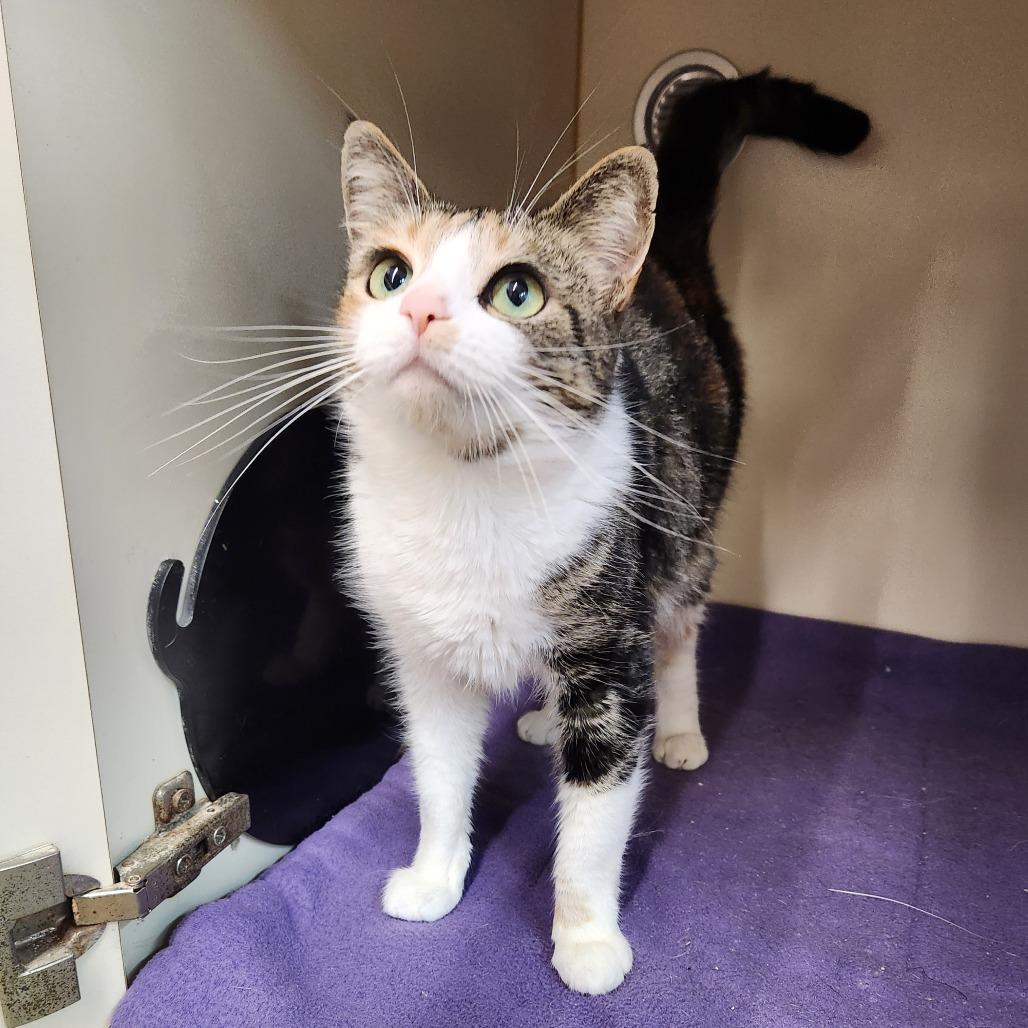 Enlarge Sasha, a Adoptable Domestic Medium Hair in Delaware, OH image 3/3