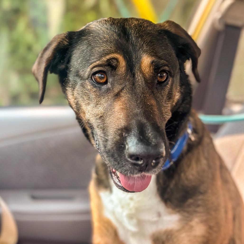Enlarge Ava, a Adoptable mixed breed in Springboro, OH image 1/5