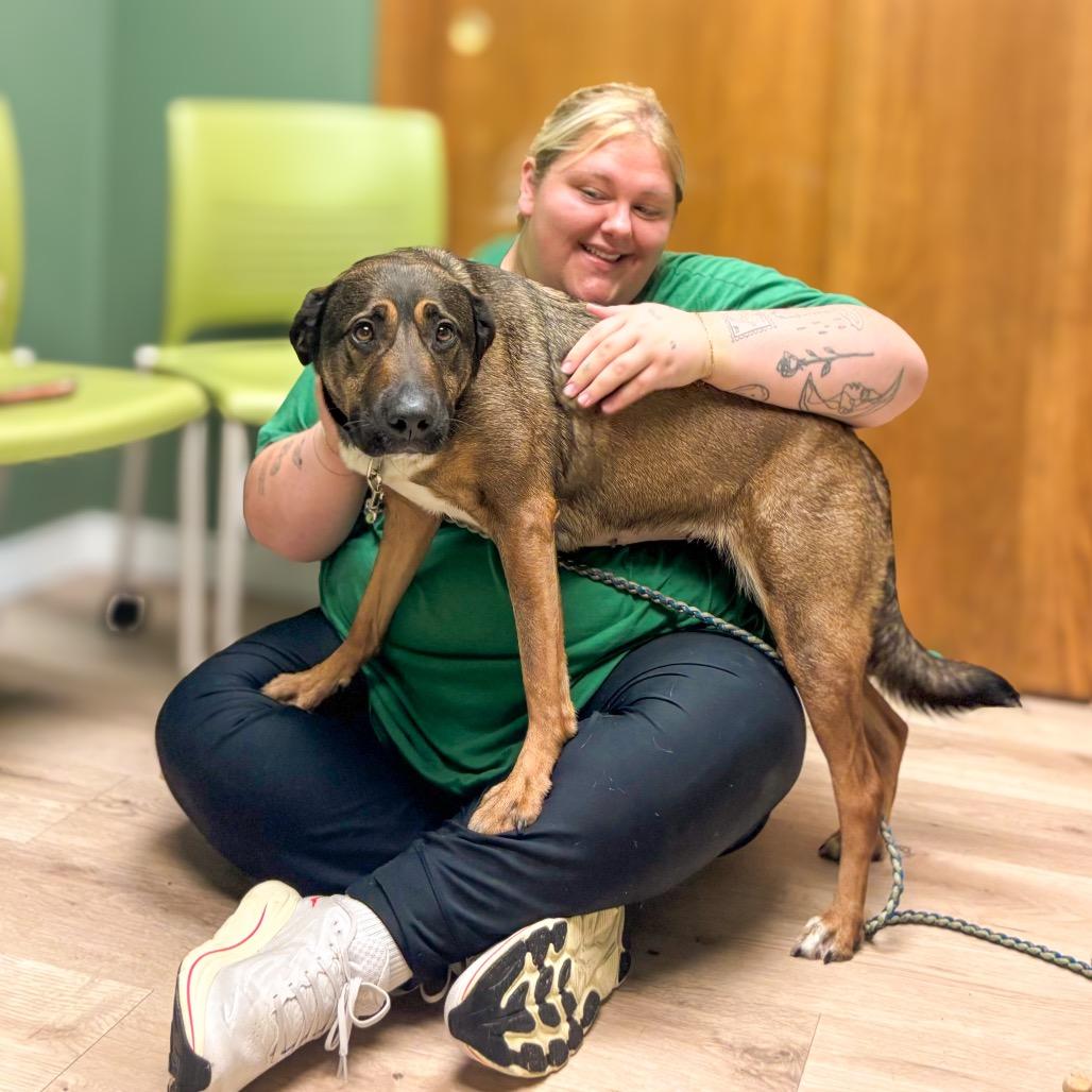 Enlarge Ava, a Adoptable mixed breed in Springboro, OH image 2/5