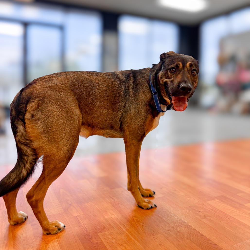 Enlarge Ava, a Adoptable mixed breed in Springboro, OH image 3/5