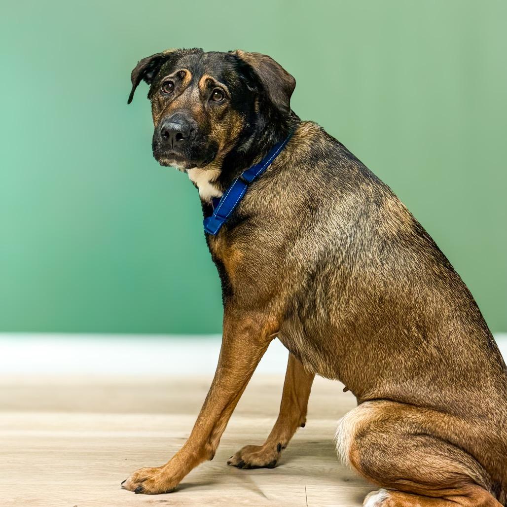 Enlarge Ava, a Adoptable mixed breed in Springboro, OH image 4/5
