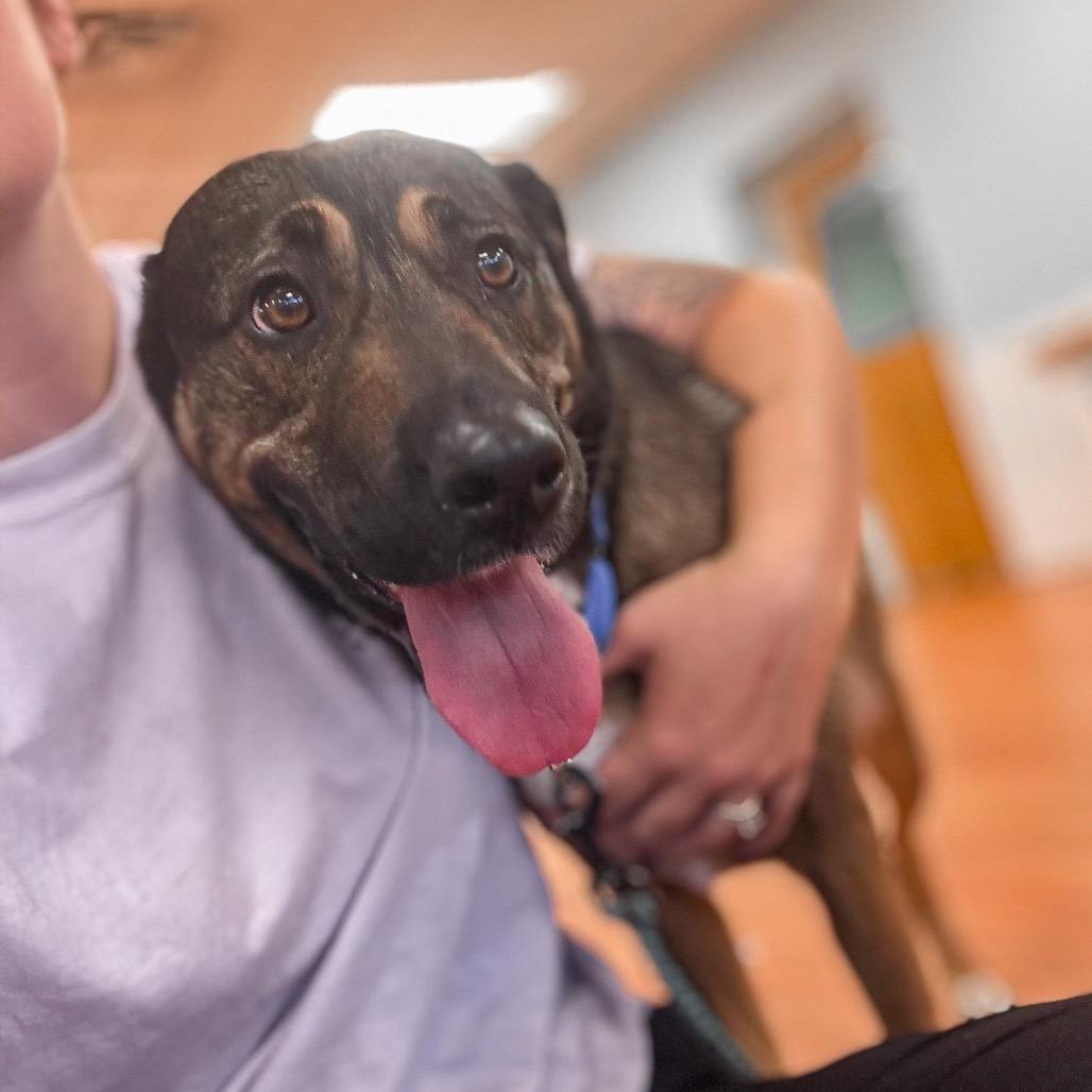 Enlarge Ava, a Adoptable mixed breed in Springboro, OH image 5/5