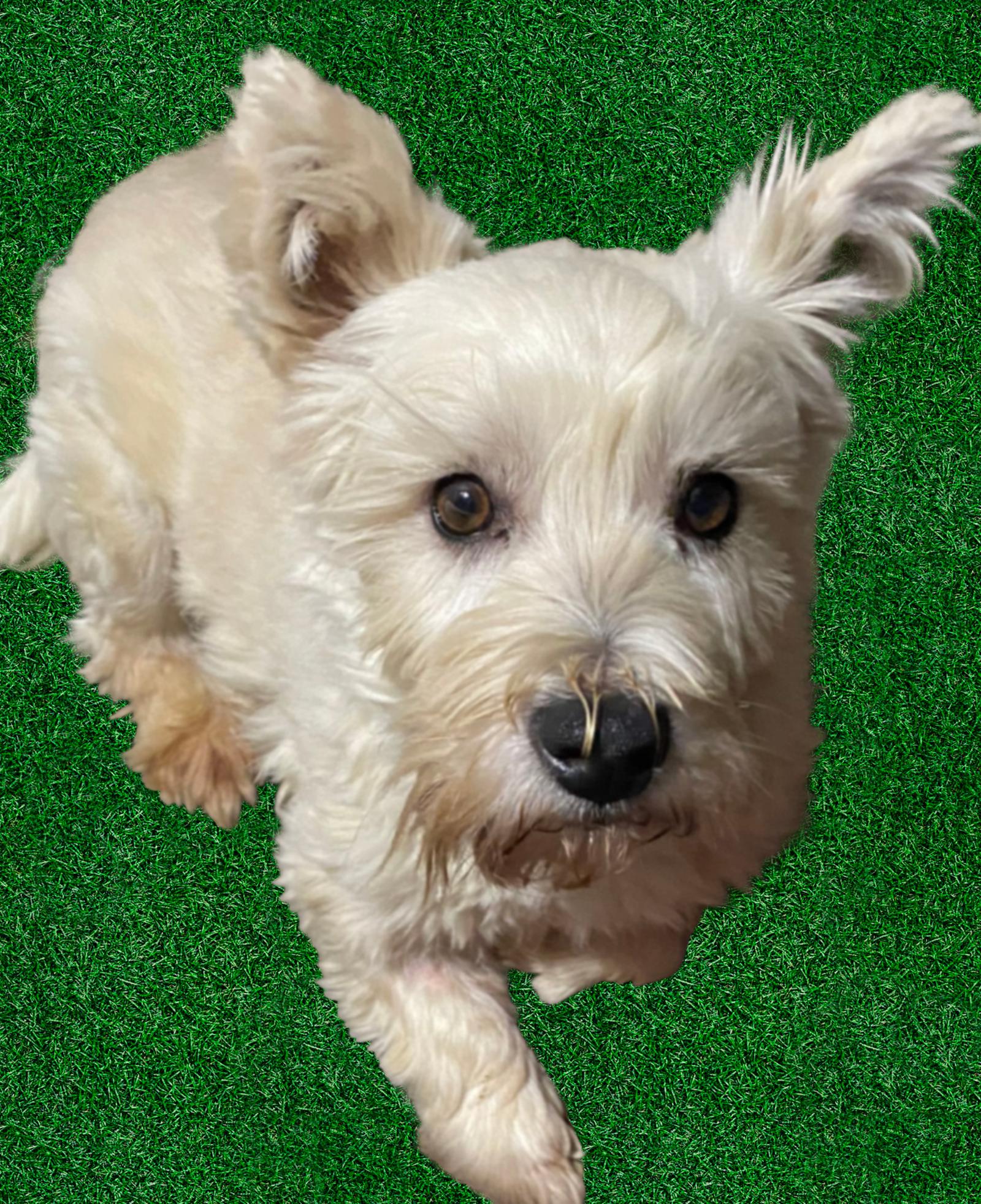 Jake, Adopted, Adult Male West Highland White Terrier / Westie.