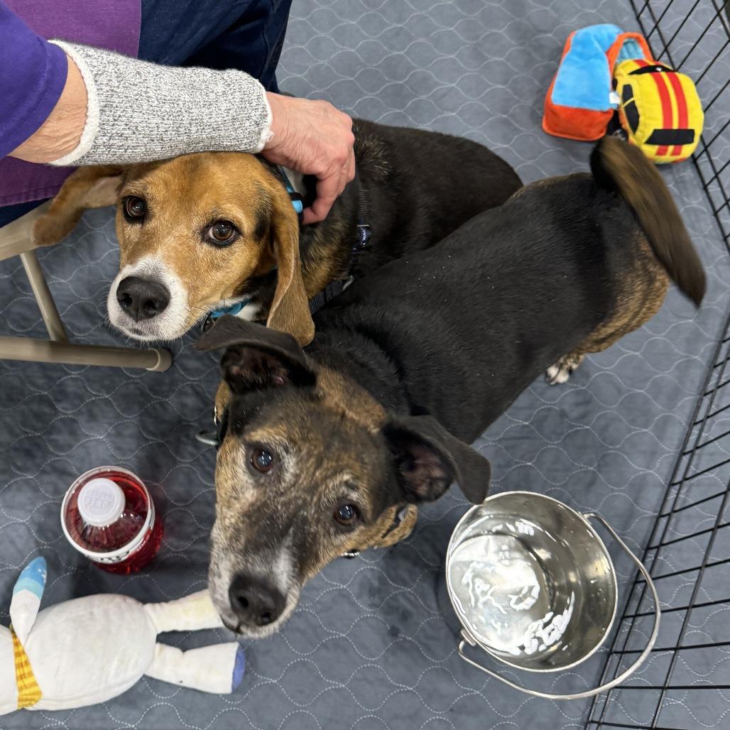 Fletcher, Adoptable, Senior Male Terrier.