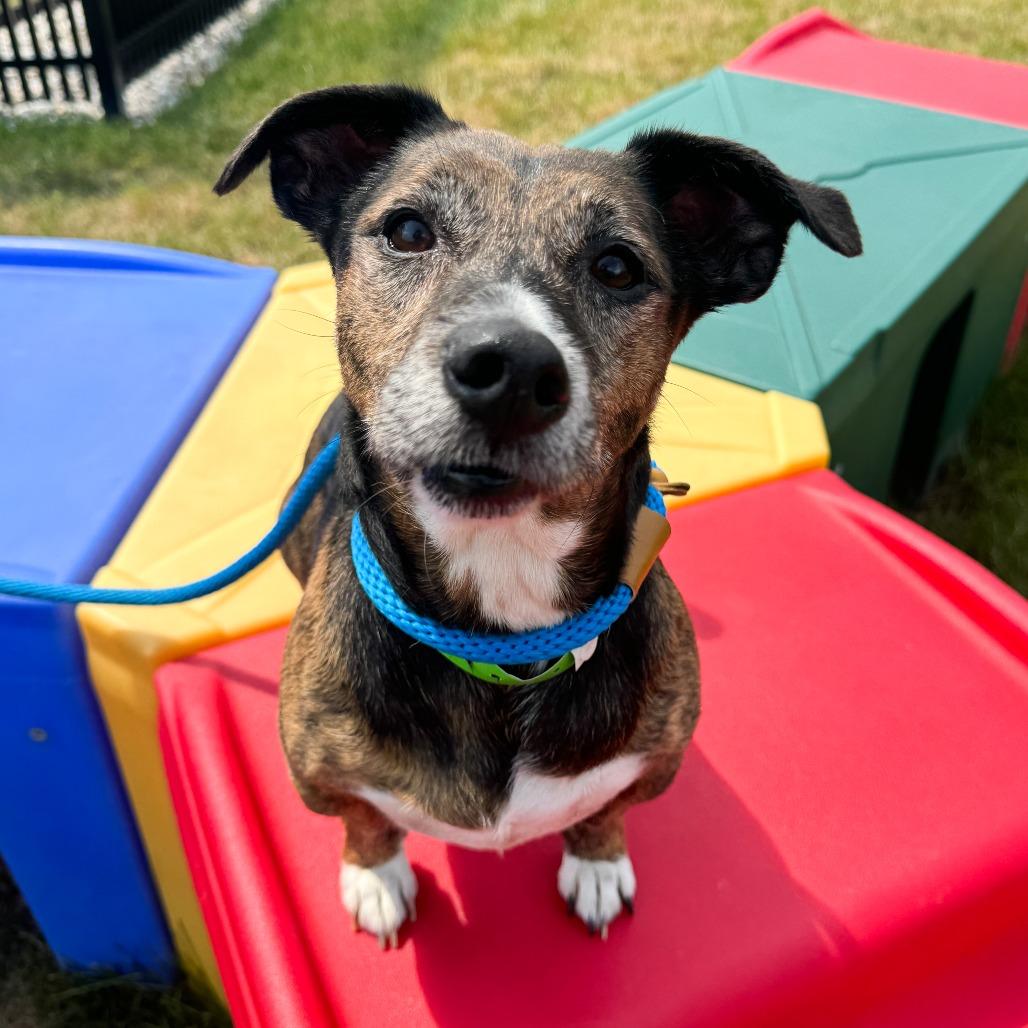 Fletcher, a Adoptable Terrier in Fort Wayne, IN image 2/5