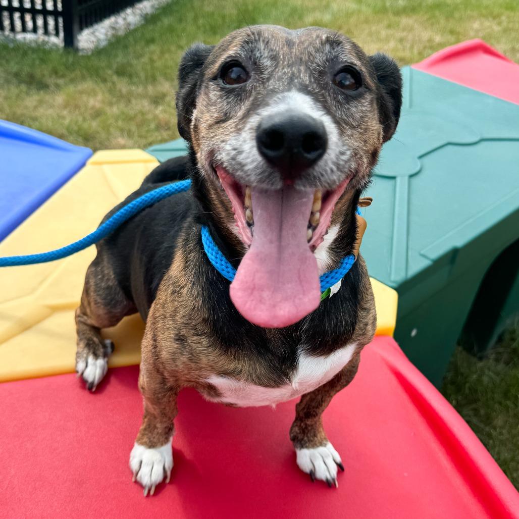 Fletcher, a Adoptable Terrier in Fort Wayne, IN image 3/5