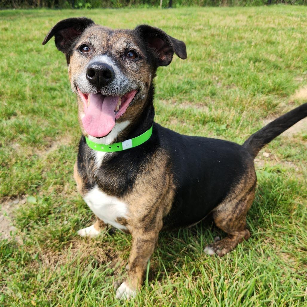 Fletcher, a Adoptable Terrier in Fort Wayne, IN image 5/5