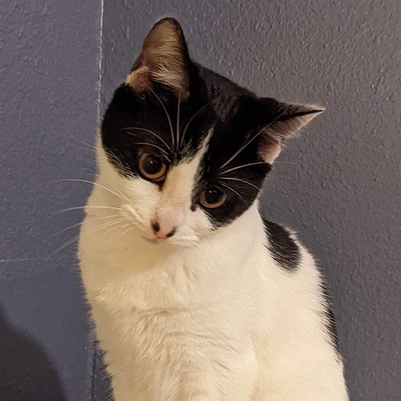 Bridget, a Adopted American Shorthair in Nacogdoches, TX image 1/8