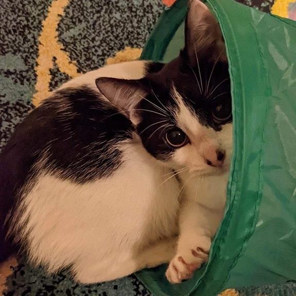 Bridget, a Adopted American Shorthair in Nacogdoches, TX image 2/8