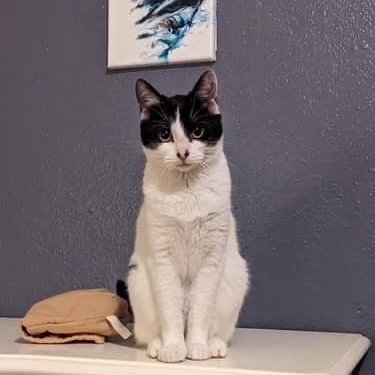 Bridget, a Adopted American Shorthair in Nacogdoches, TX image 3/8