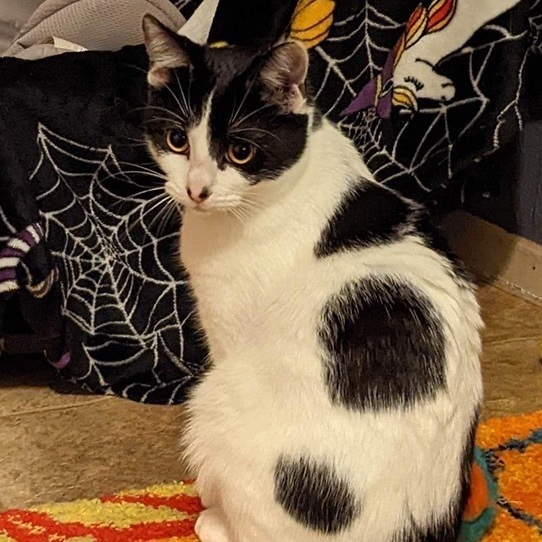 Bridget, a Adopted American Shorthair in Nacogdoches, TX image 4/8