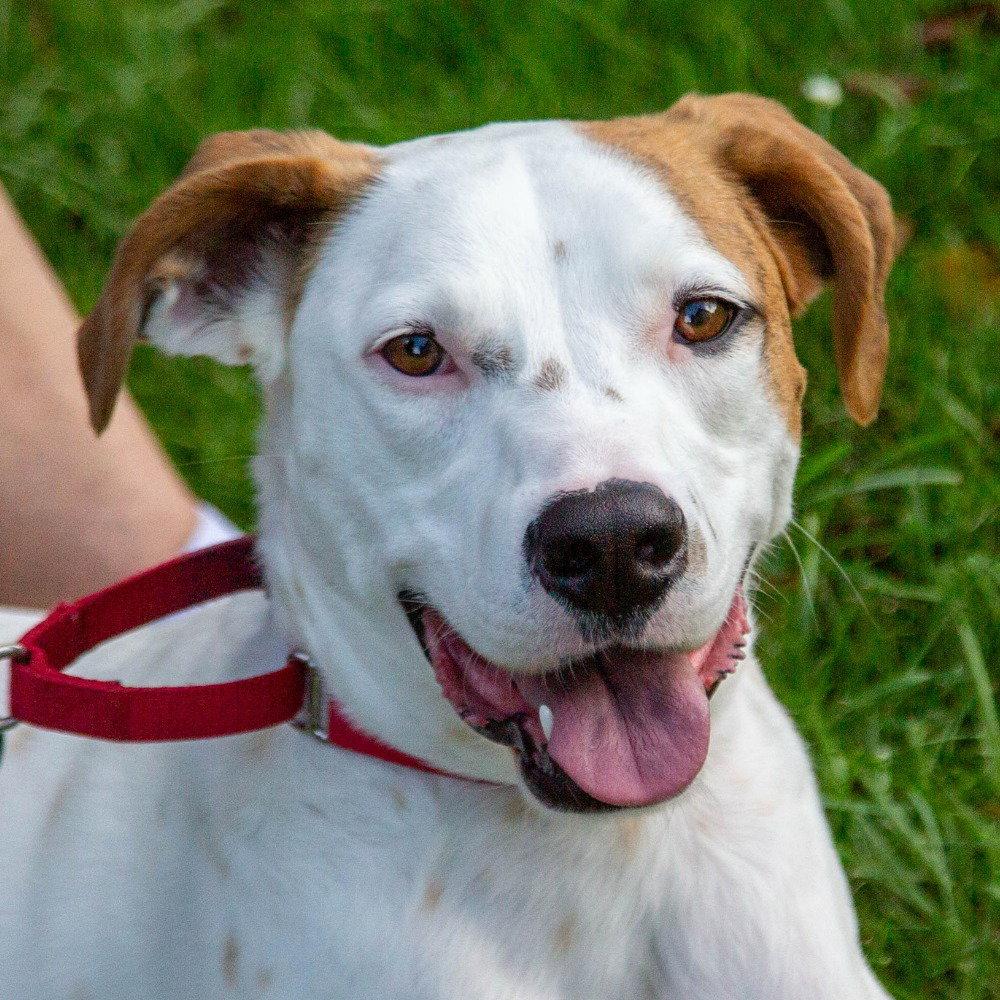 Toby, Adoptable, Young Male Hound & Terrier.