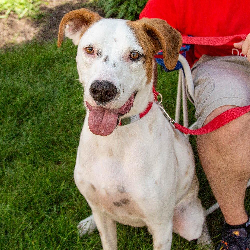 Enlarge Toby, a Adoptable mixed breed in Bloomfield, CT image 2/3