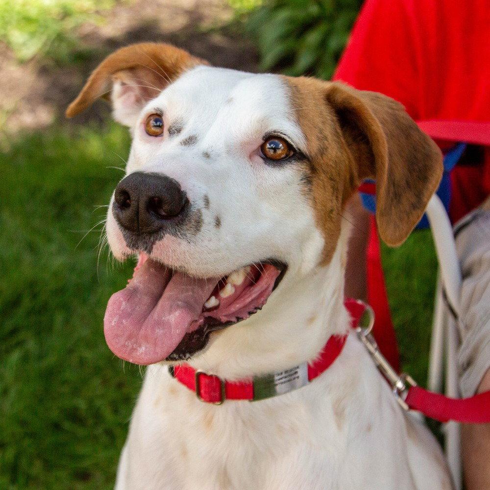 Enlarge Toby, a Adoptable mixed breed in Bloomfield, CT image 3/3