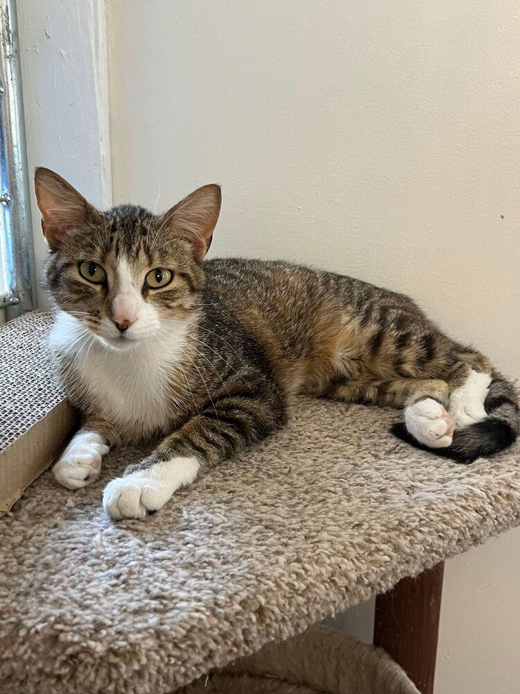 Timber, Adoptable, Young Male Domestic Short Hair.