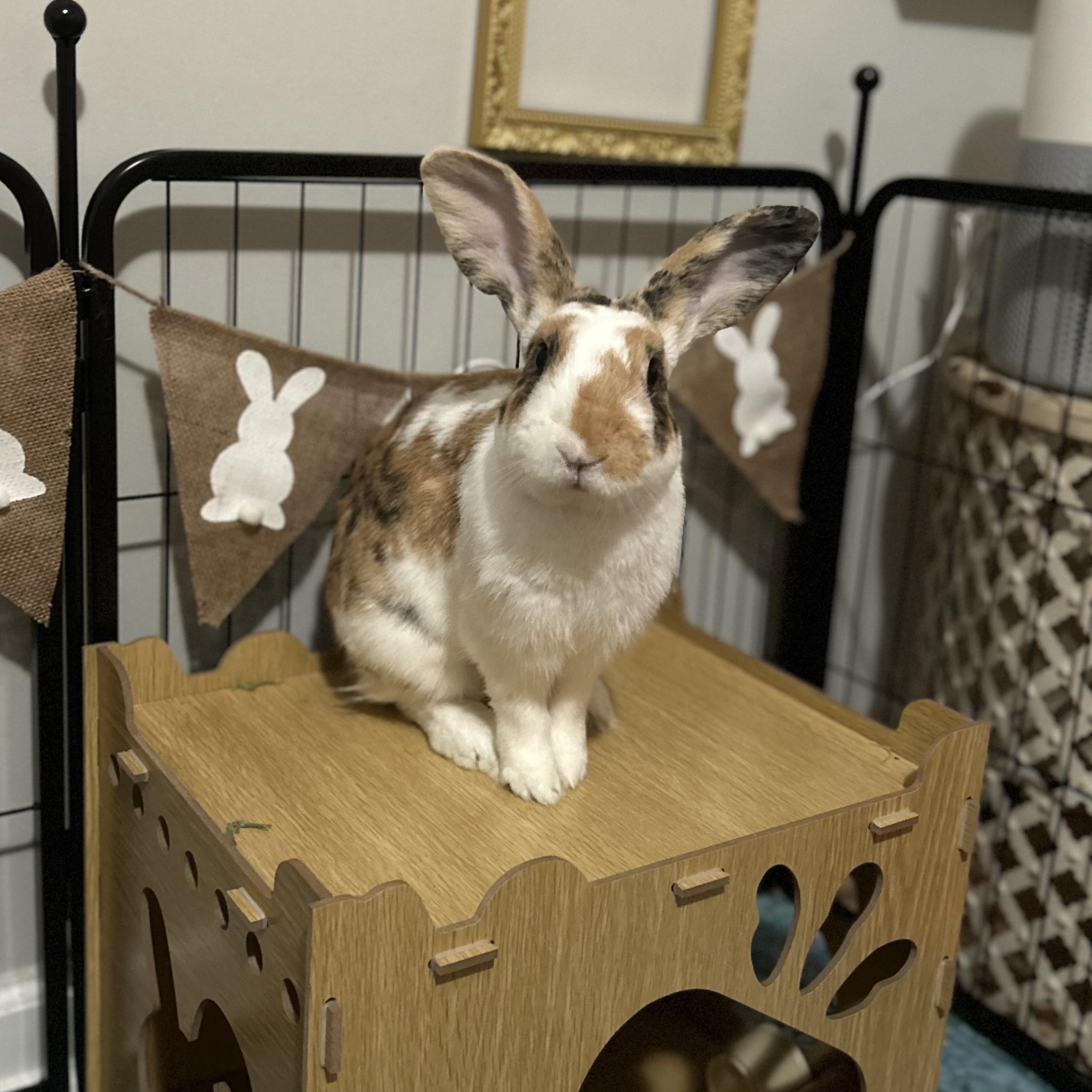 Enlarge Waffles, a ADOPTABLE mixed breed in Bishopville, SC image 2/3