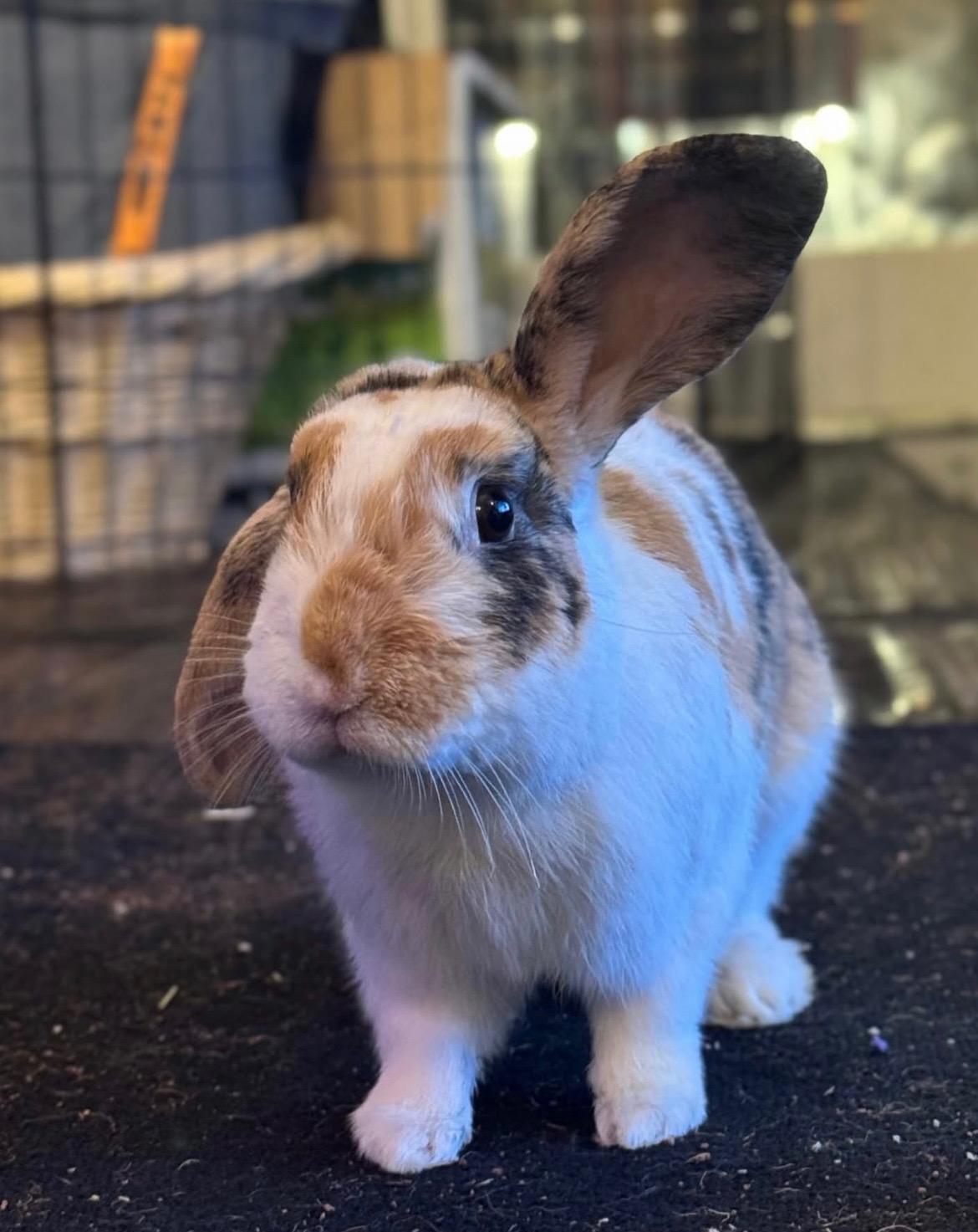 Enlarge Waffles, a ADOPTABLE mixed breed in Bishopville, SC image 3/3