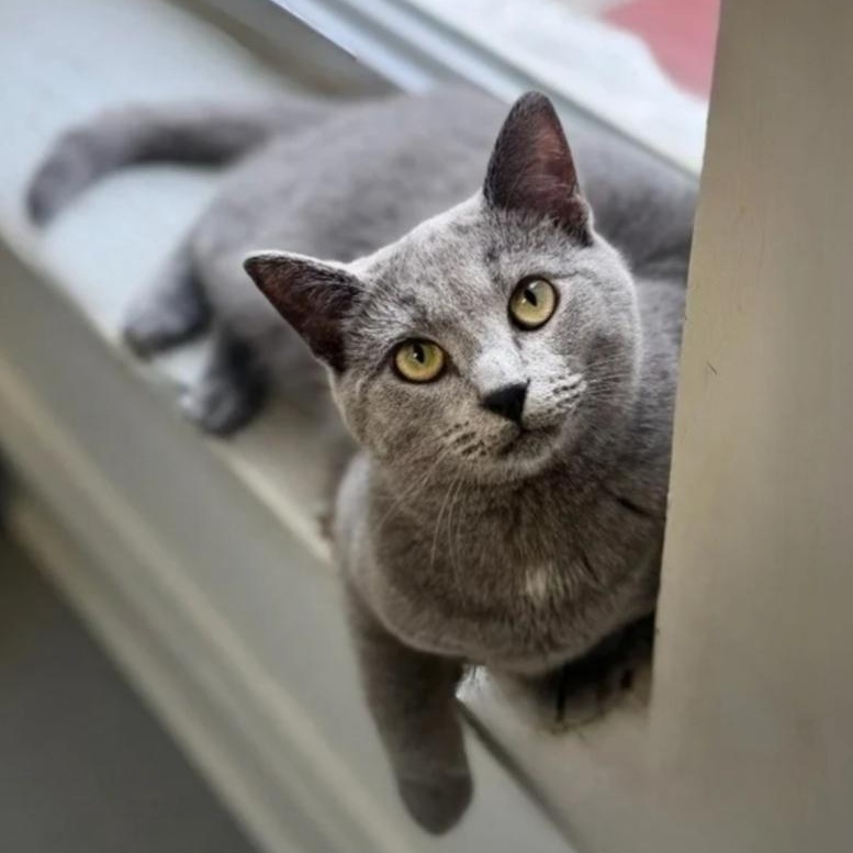 Enlarge Tom, an adoptable Domestic Short Hair in Greensburg, PA image 5/6