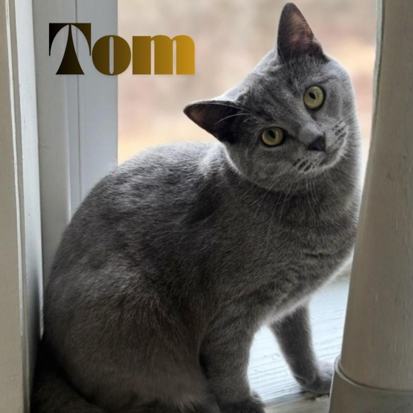Enlarge Tom, an adoptable Domestic Short Hair in Greensburg, PA image 1/6