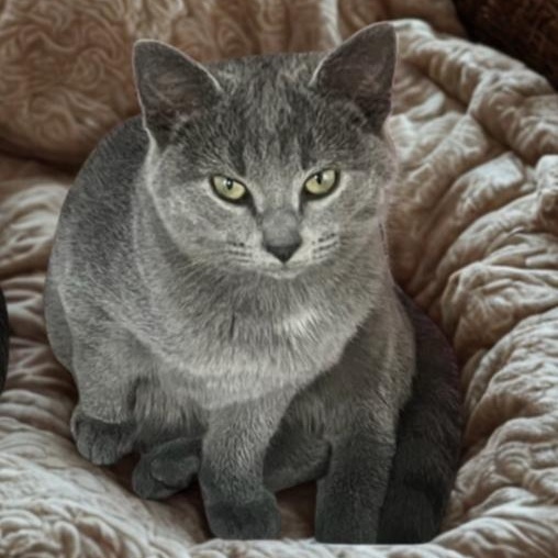 Enlarge Tom, an adoptable Domestic Short Hair in Greensburg, PA image 1/1
