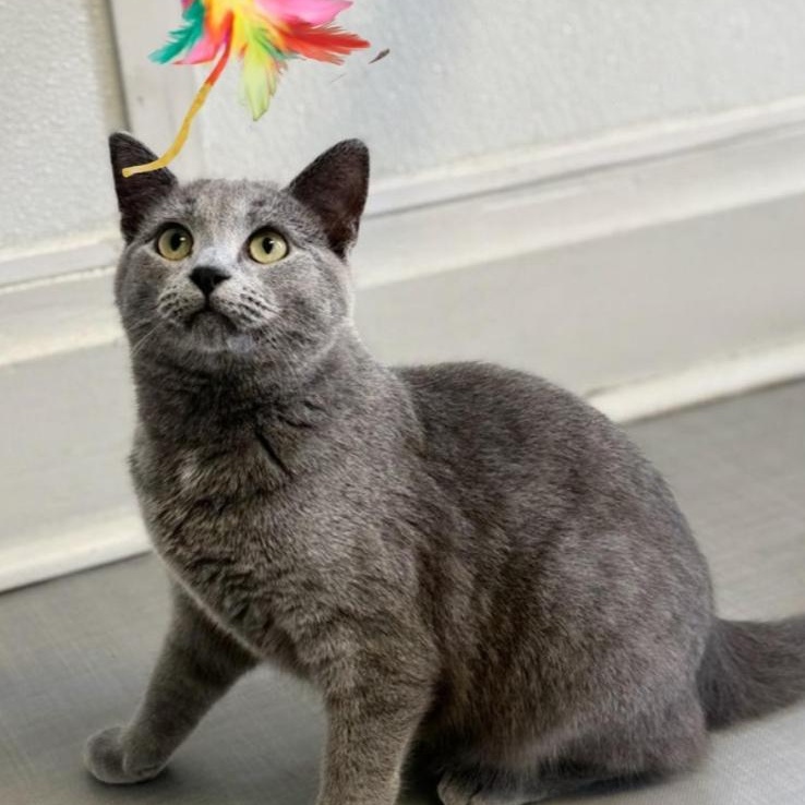 Enlarge Tom, an adoptable Domestic Short Hair in Greensburg, PA image 6/6