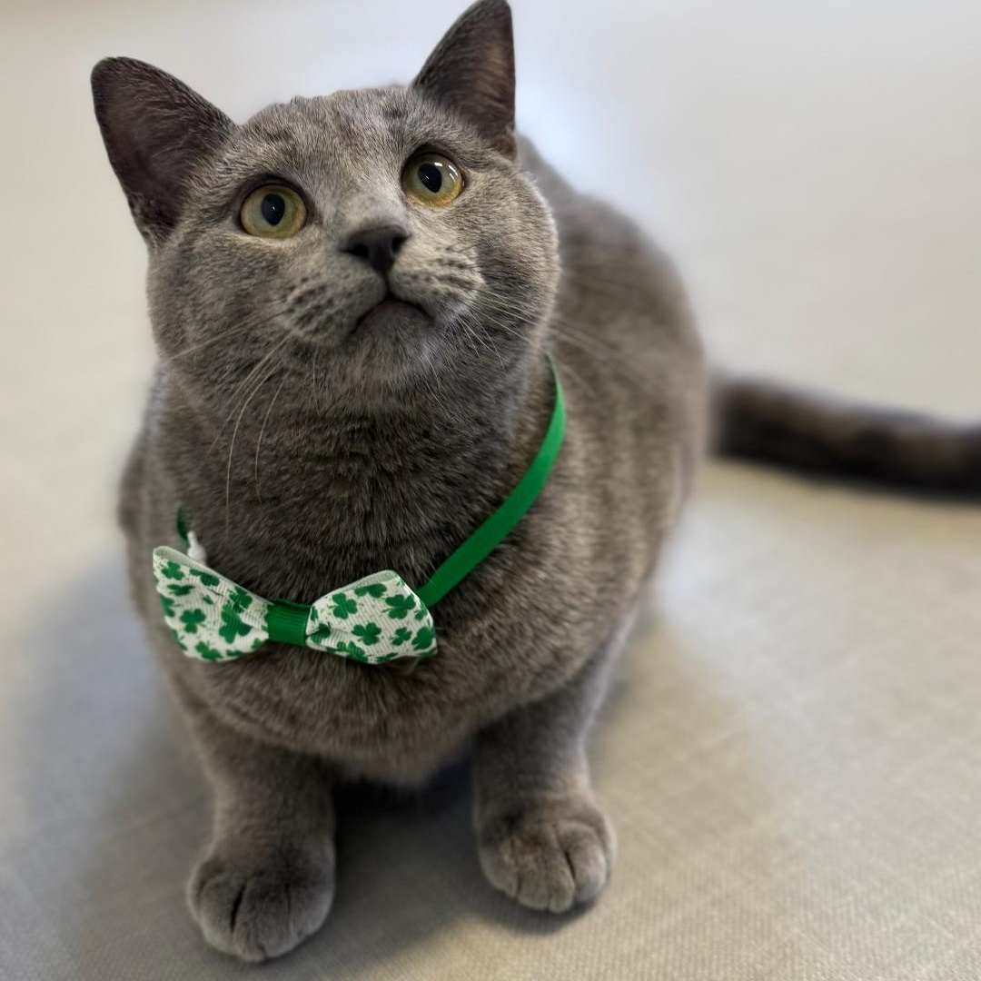 Enlarge Tom, an adoptable Domestic Short Hair in Greensburg, PA image 4/6