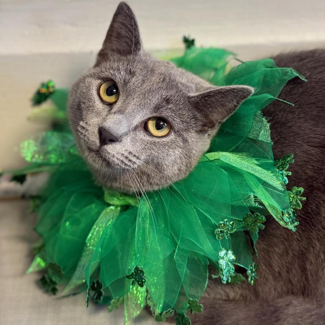 Enlarge Tom, an adoptable Domestic Short Hair in Greensburg, PA image 2/6