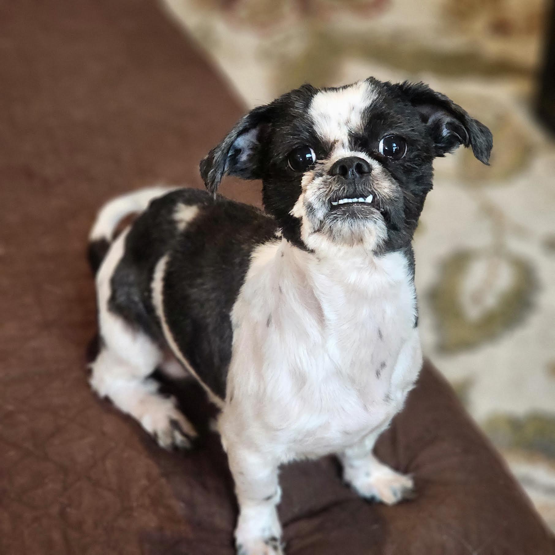 Ramsey, a ADOPTABLE mixed breed in Cumming, GA image 6/6