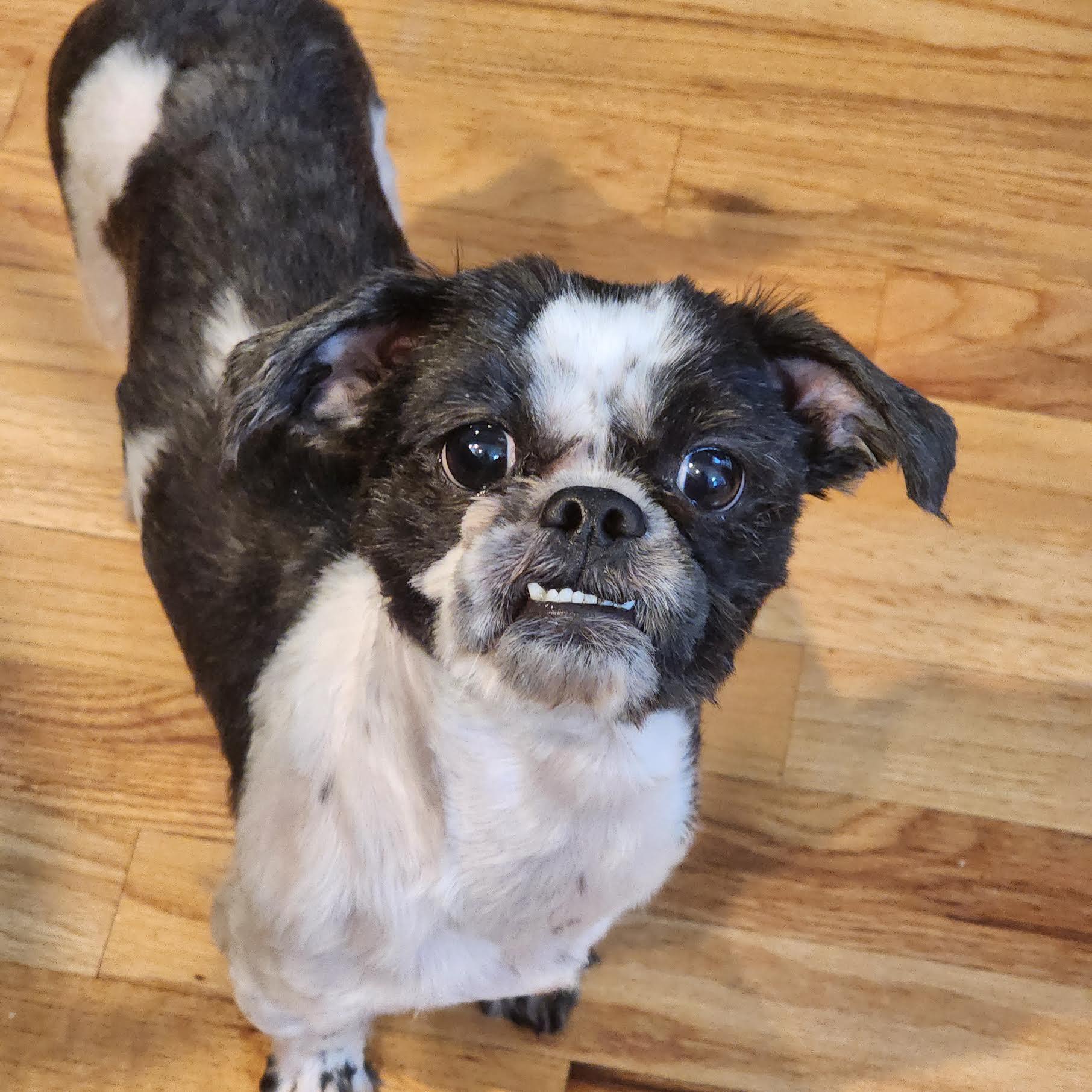 Ramsey, a ADOPTABLE mixed breed in Cumming, GA image 1/6
