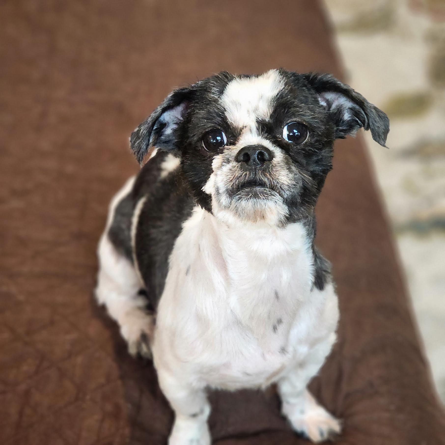 Ramsey, a ADOPTABLE mixed breed in Cumming, GA image 5/6