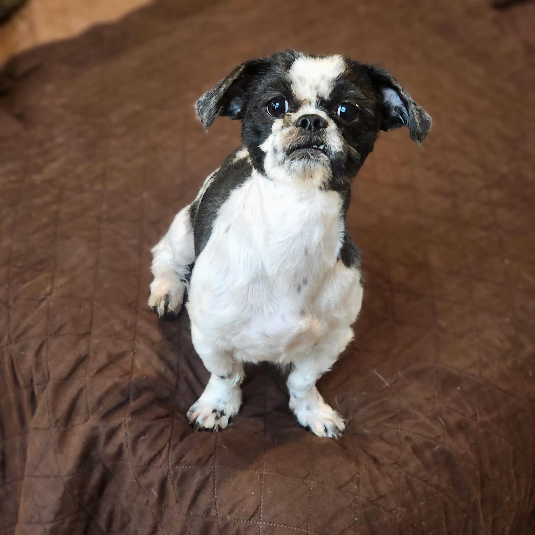 Ramsey, a ADOPTABLE mixed breed in Cumming, GA image 2/6