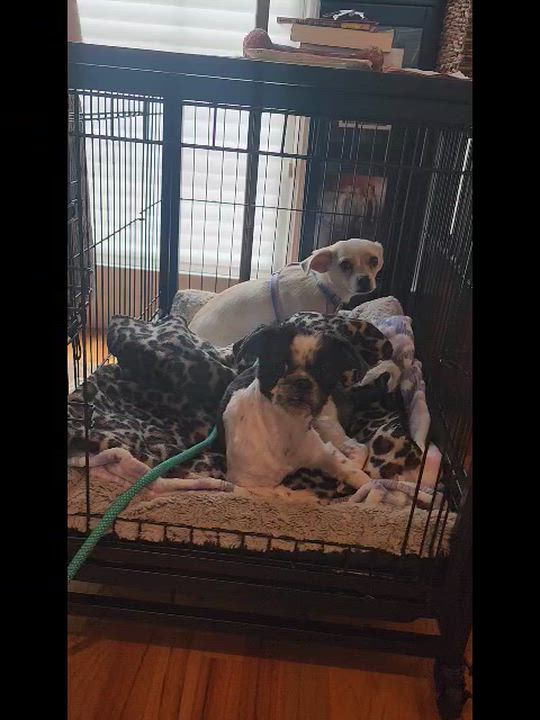 Enlarge Ramsey, a ADOPTABLE mixed breed in Cumming, GA video 3/6