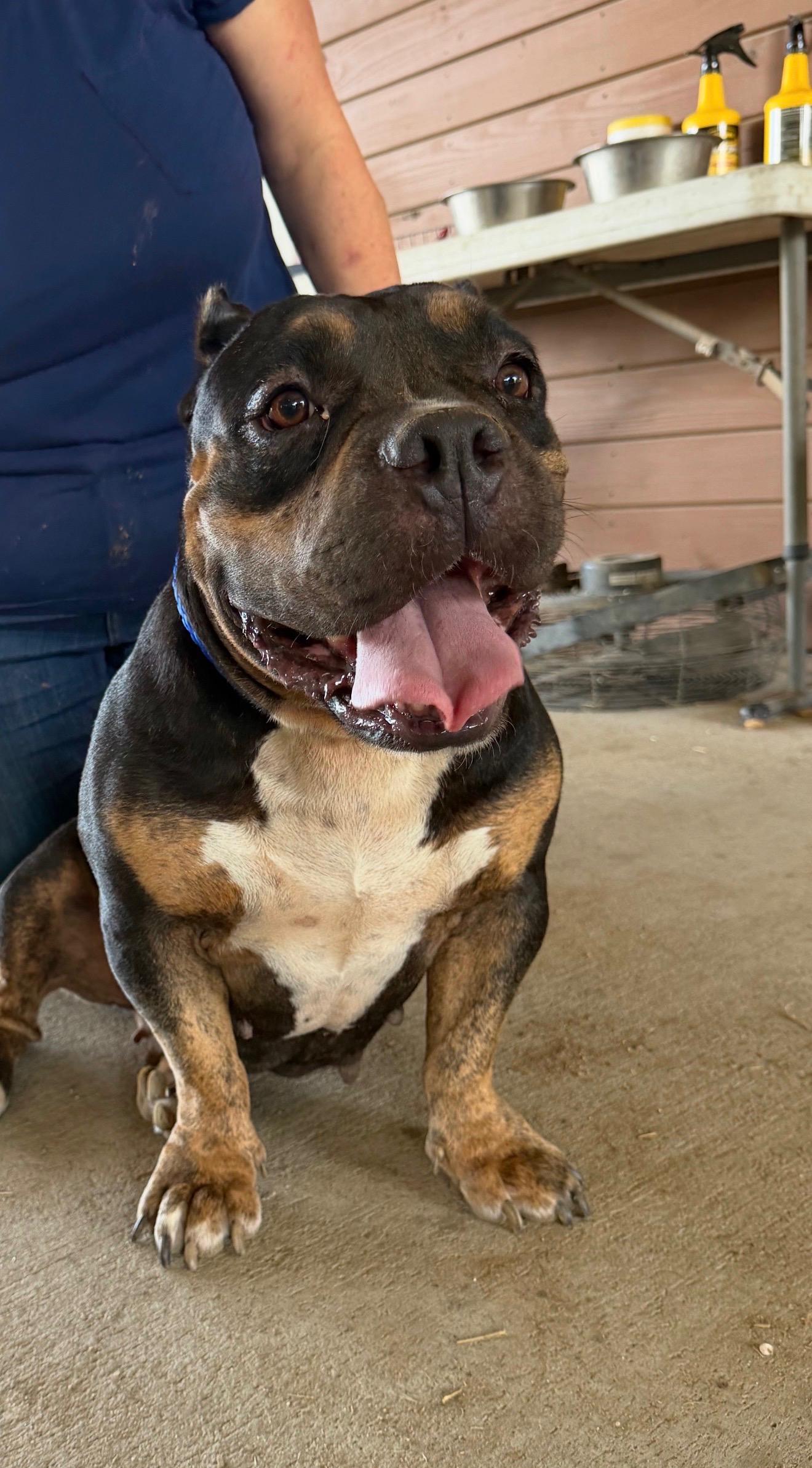 Enlarge Betty Boop, a Adoptable mixed breed in Sun Prairie, WI image 4/4