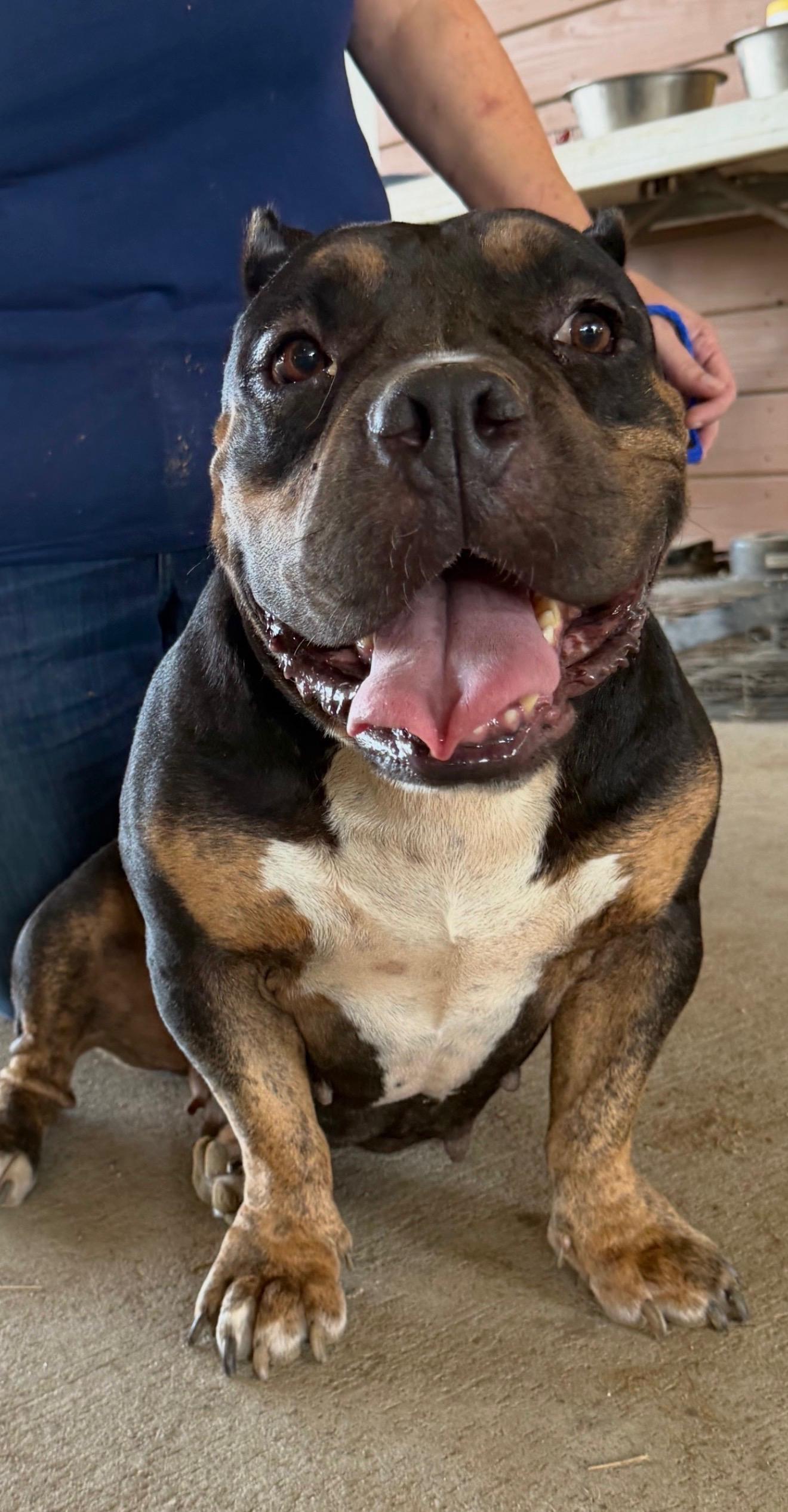 Betty Boop, Adoptable, Young Female American Bully.