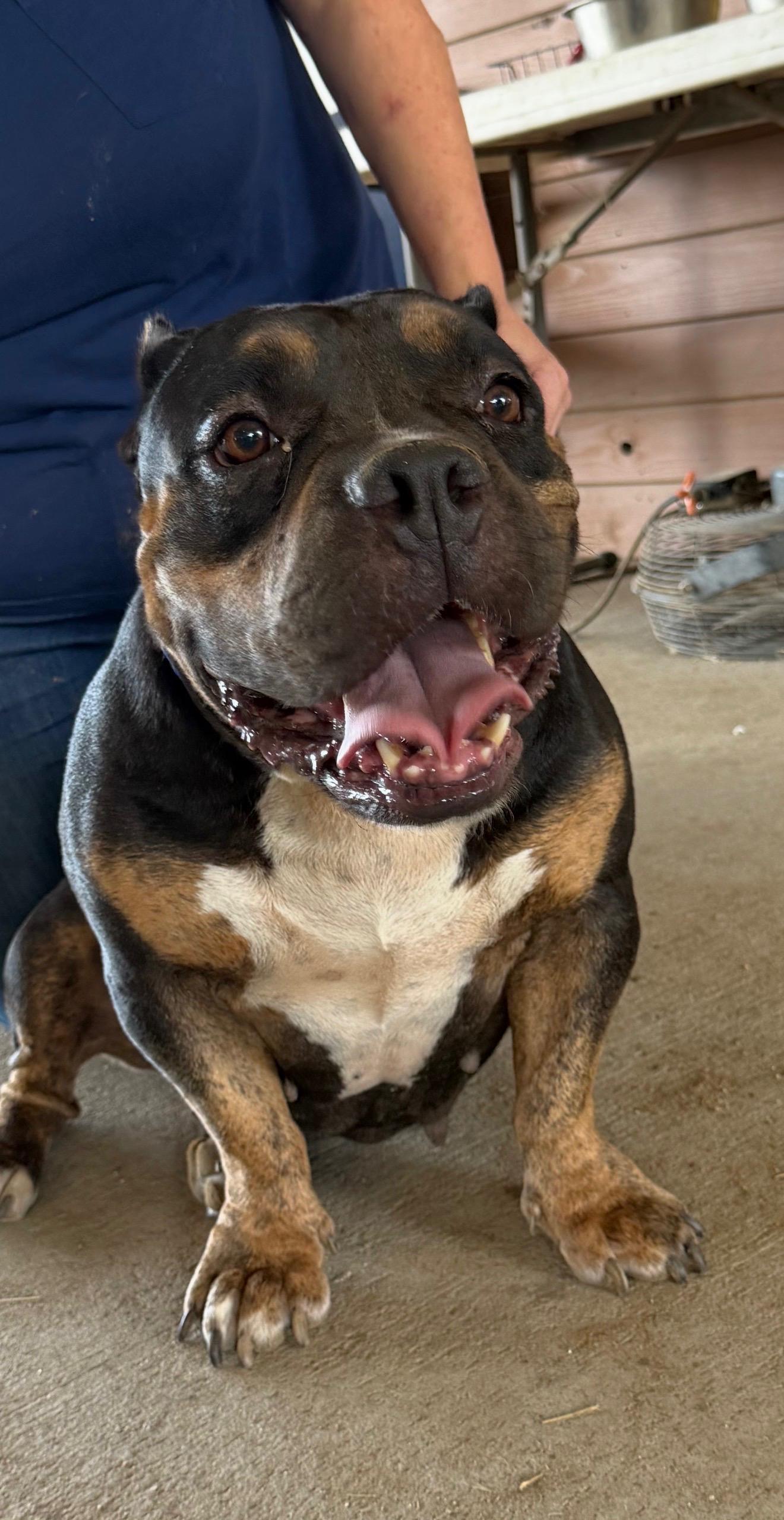 Enlarge Betty Boop, a Adoptable mixed breed in Sun Prairie, WI image 3/4