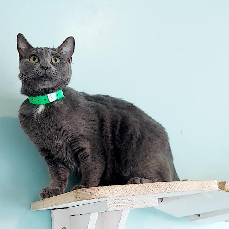 Enlarge Pedro, a Adopted Russian Blue in Aiea, HI image 1/6