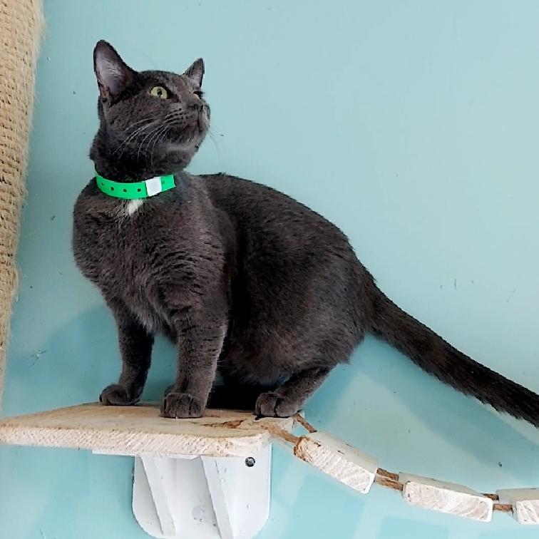 Enlarge Pedro, a Adopted Russian Blue in Aiea, HI image 3/6