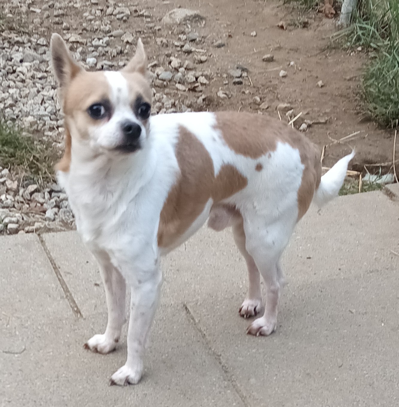 Enlarge Hank, a Adopted Chihuahua in Woodstock, CT image 2/3