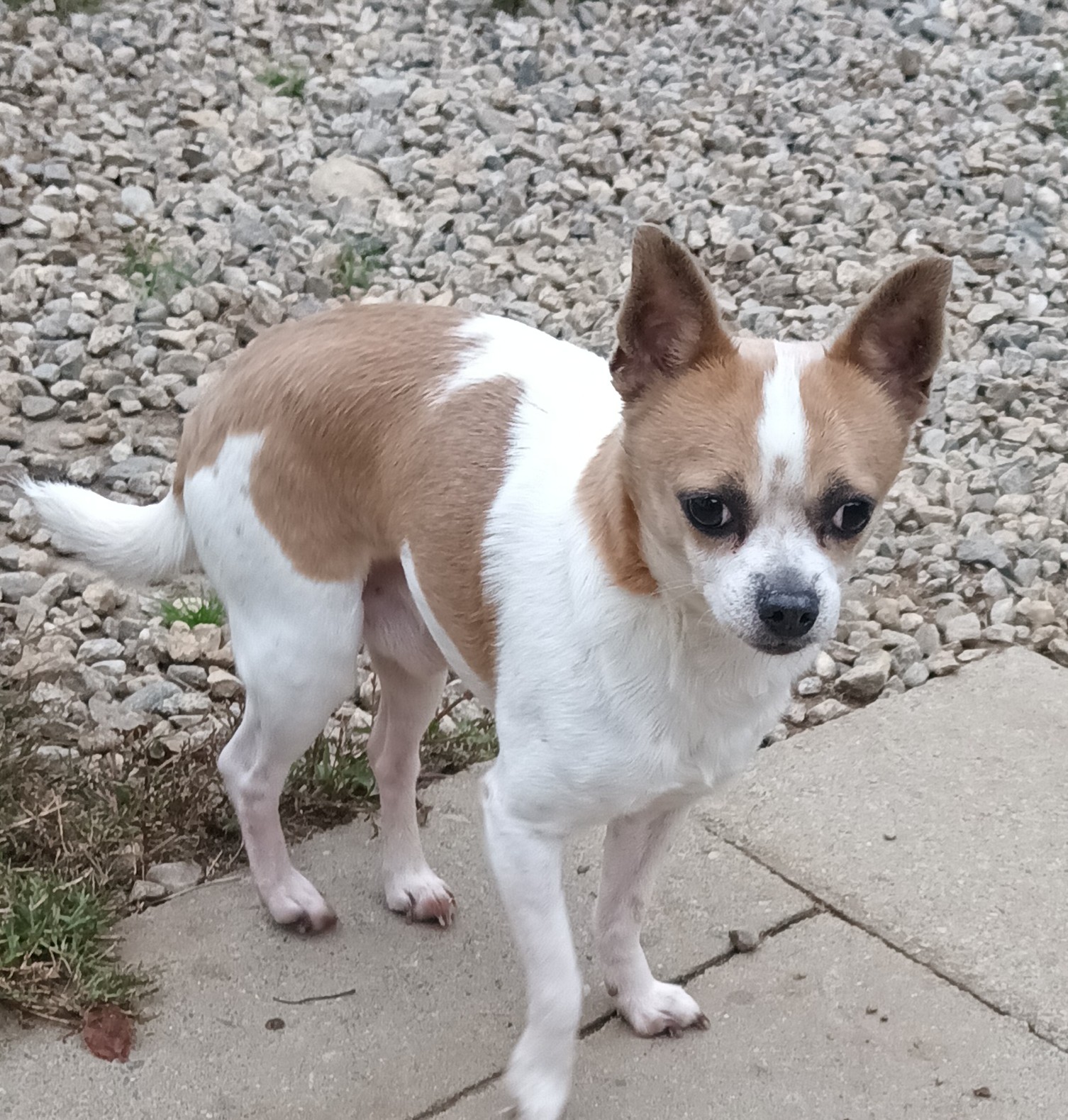 Enlarge Hank, a Adopted Chihuahua in Woodstock, CT image 3/3